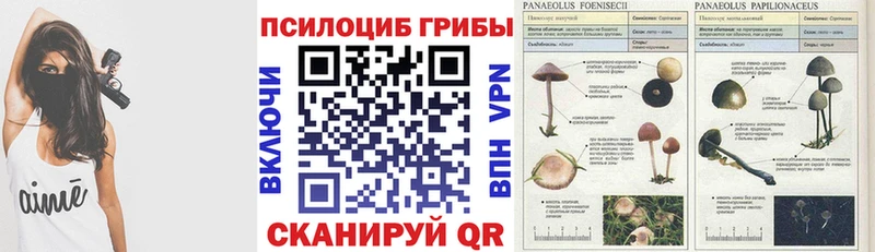 Псилоцибиновые грибы GOLDEN TEACHER  Купить закладки  Короча 